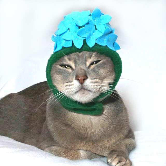 がるちゃん猫カフェ76号店開店しました♪(初めての方も大歓迎♪)