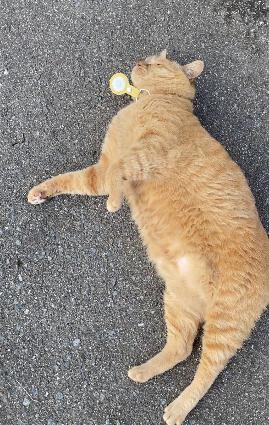 がるちゃん猫カフェ76号店開店しました♪(初めての方も大歓迎♪)