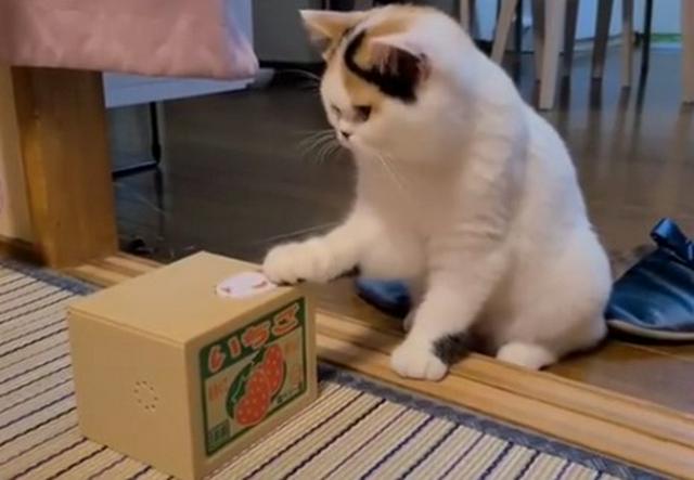 がるちゃん猫カフェ76号店開店しました♪(初めての方も大歓迎♪)
