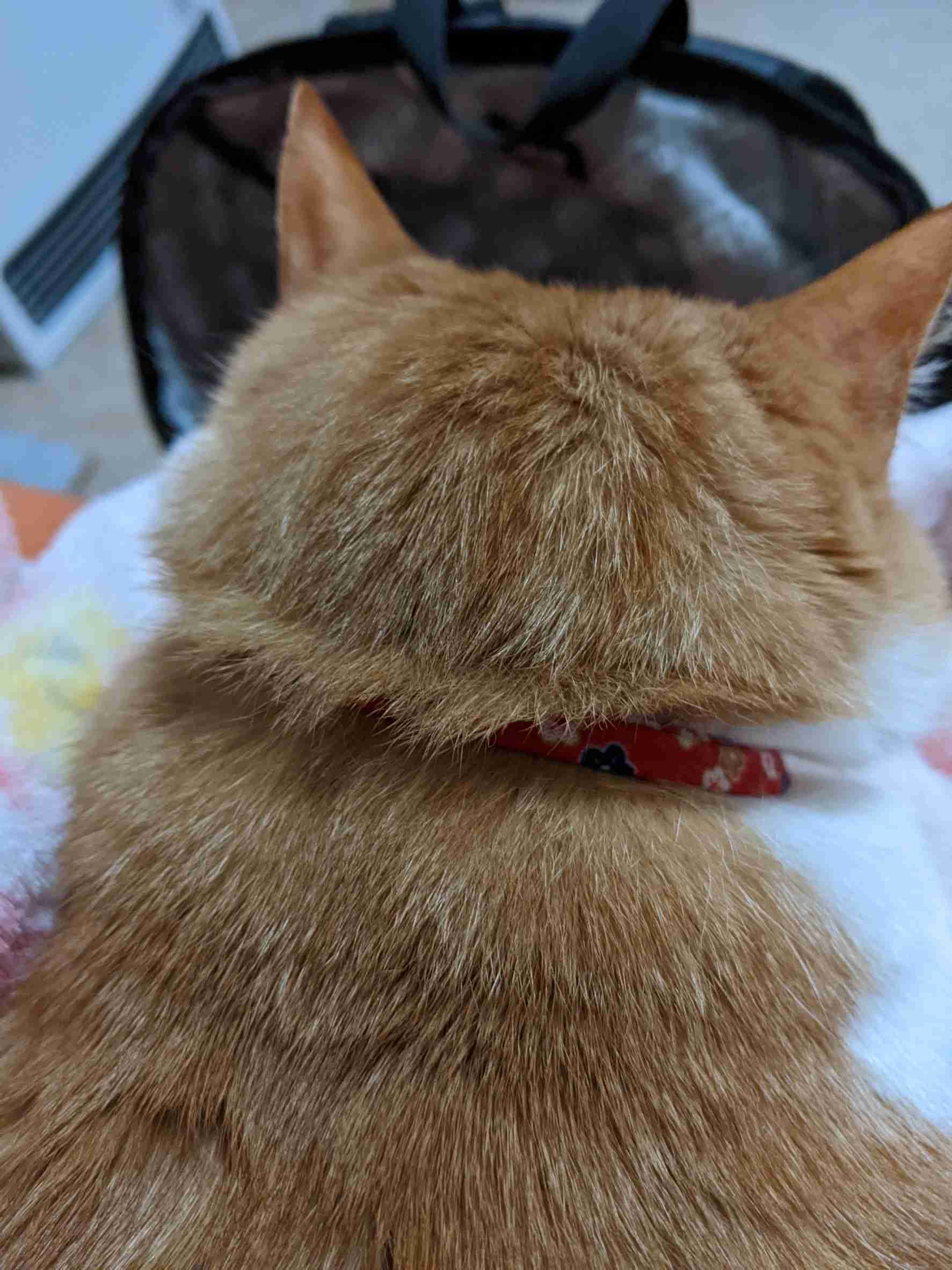 がるちゃん猫カフェ76号店開店しました♪(初めての方も大歓迎♪)