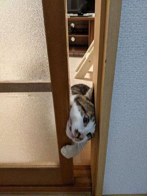 がるちゃん猫カフェ76号店開店しました♪(初めての方も大歓迎♪)