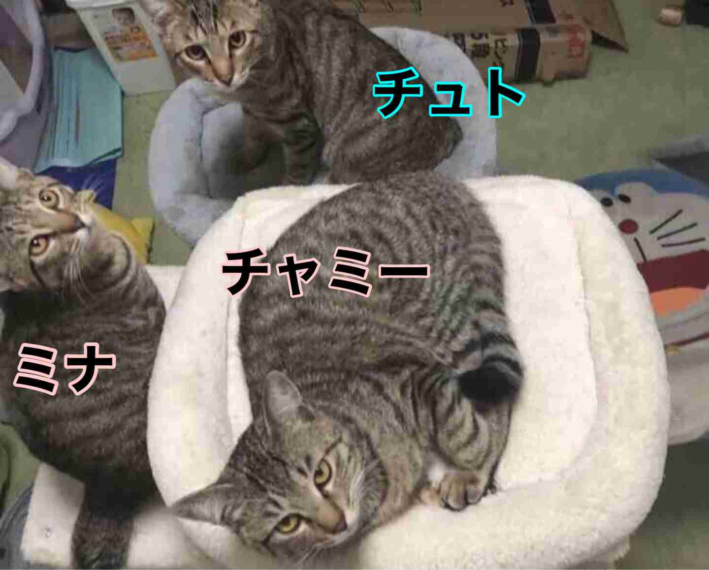 がるちゃん猫カフェ76号店開店しました♪(初めての方も大歓迎♪)