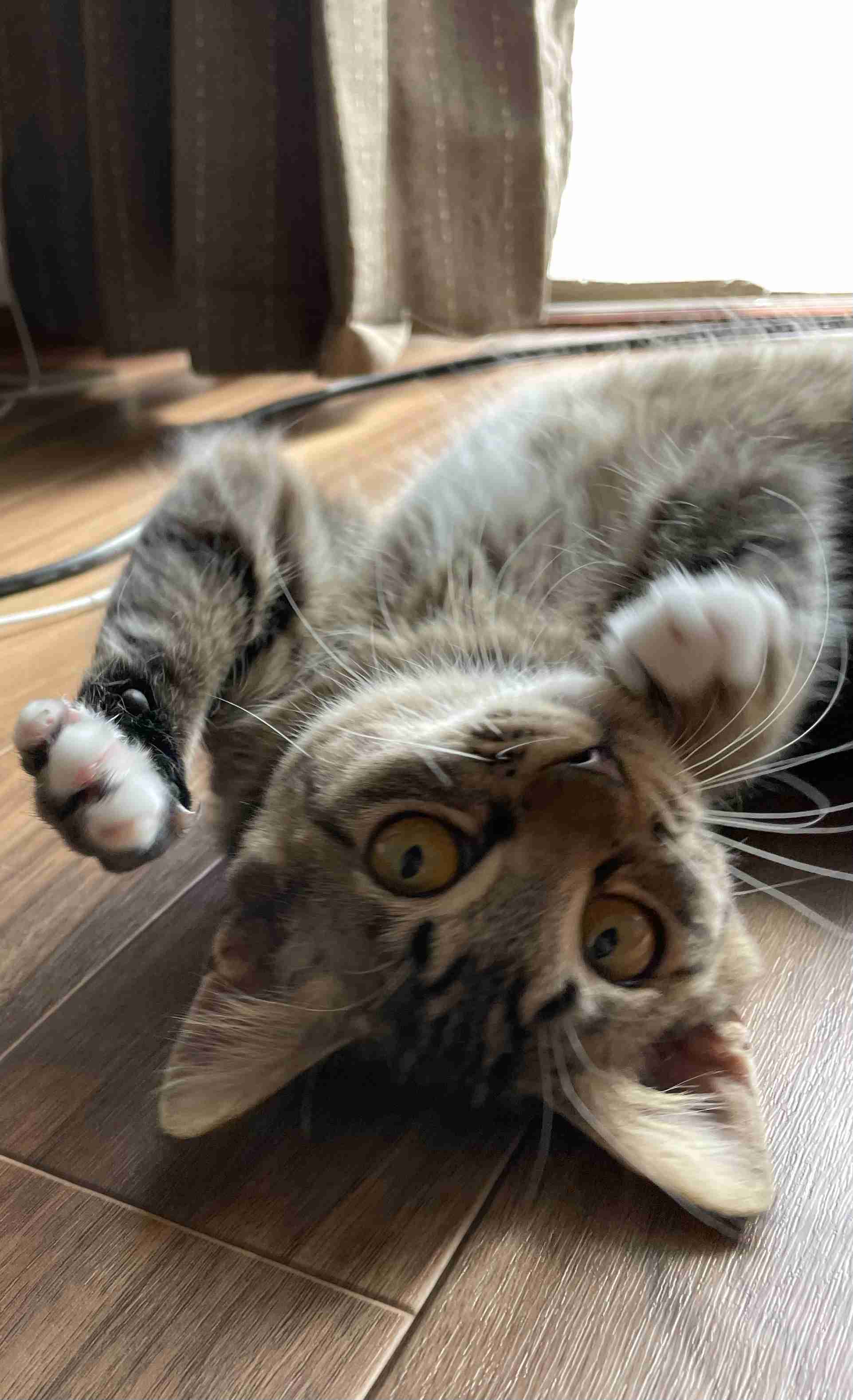 がるちゃん猫カフェ76号店開店しました♪(初めての方も大歓迎♪)