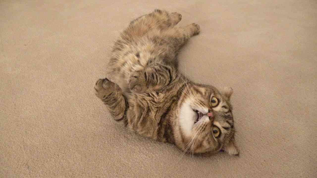 がるちゃん猫カフェ76号店開店しました♪(初めての方も大歓迎♪)