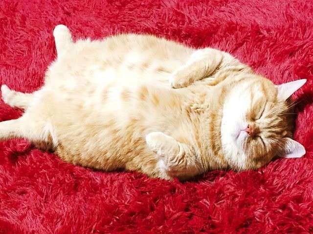 がるちゃん猫カフェ76号店開店しました♪(初めての方も大歓迎♪)