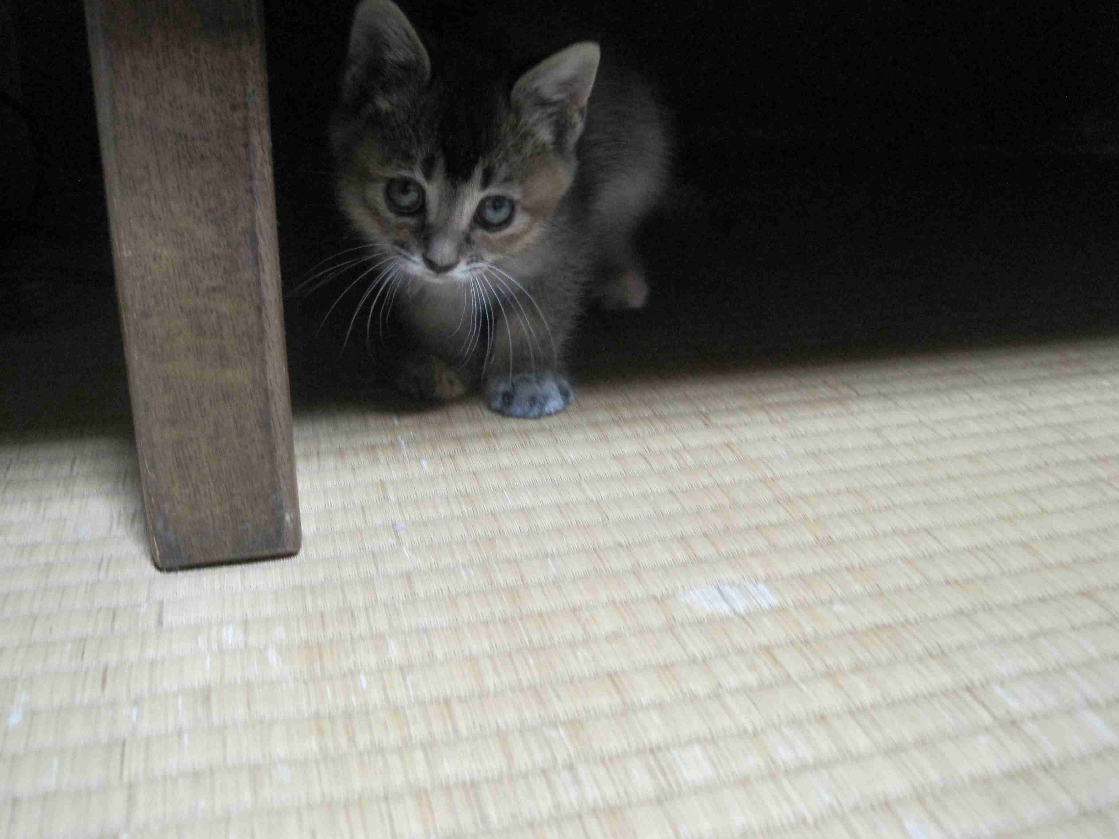 がるちゃん猫カフェ76号店開店しました♪(初めての方も大歓迎♪)