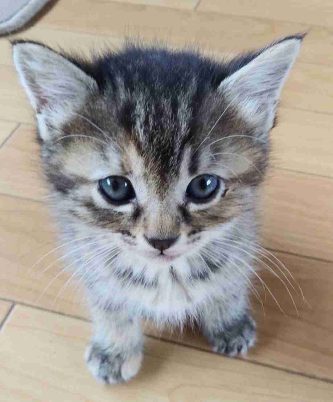 がるちゃん猫カフェ76号店開店しました♪(初めての方も大歓迎♪)