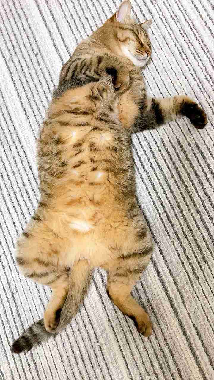 がるちゃん猫カフェ76号店開店しました♪(初めての方も大歓迎♪)