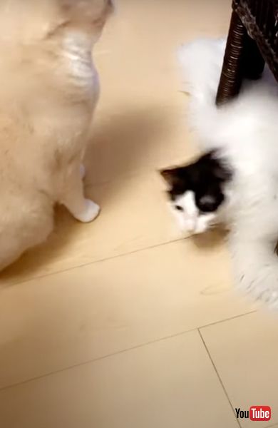 がるちゃん猫カフェ76号店開店しました♪(初めての方も大歓迎♪)