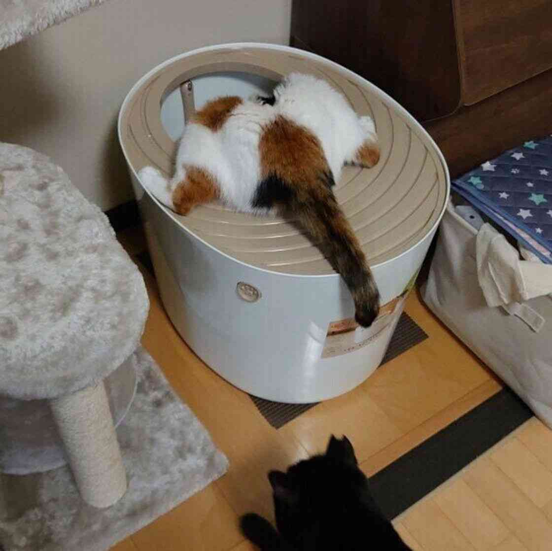 がるちゃん猫カフェ76号店開店しました♪(初めての方も大歓迎♪)