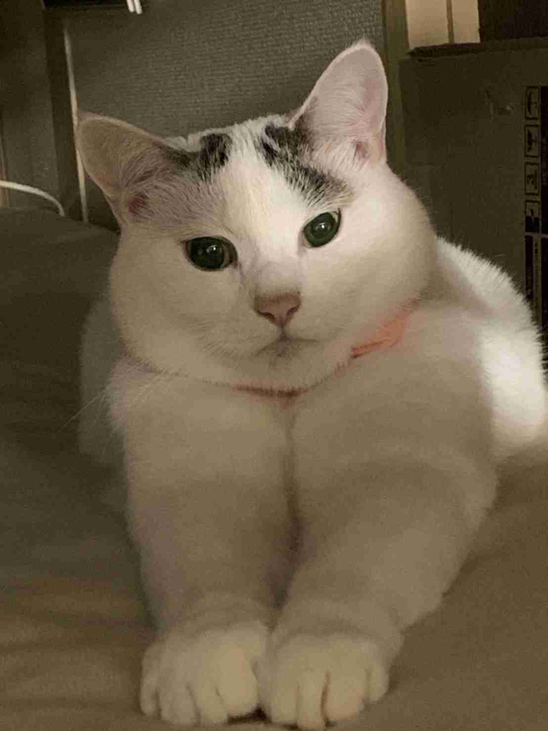 がるちゃん猫カフェ76号店開店しました♪(初めての方も大歓迎♪)