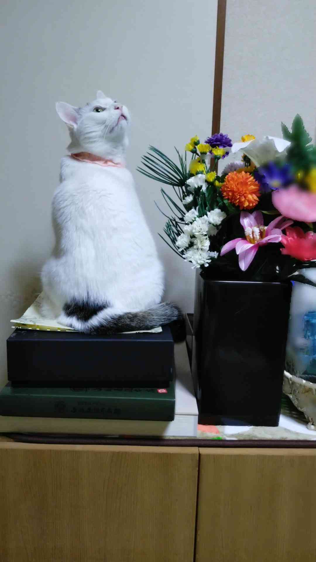 がるちゃん猫カフェ76号店開店しました♪(初めての方も大歓迎♪)