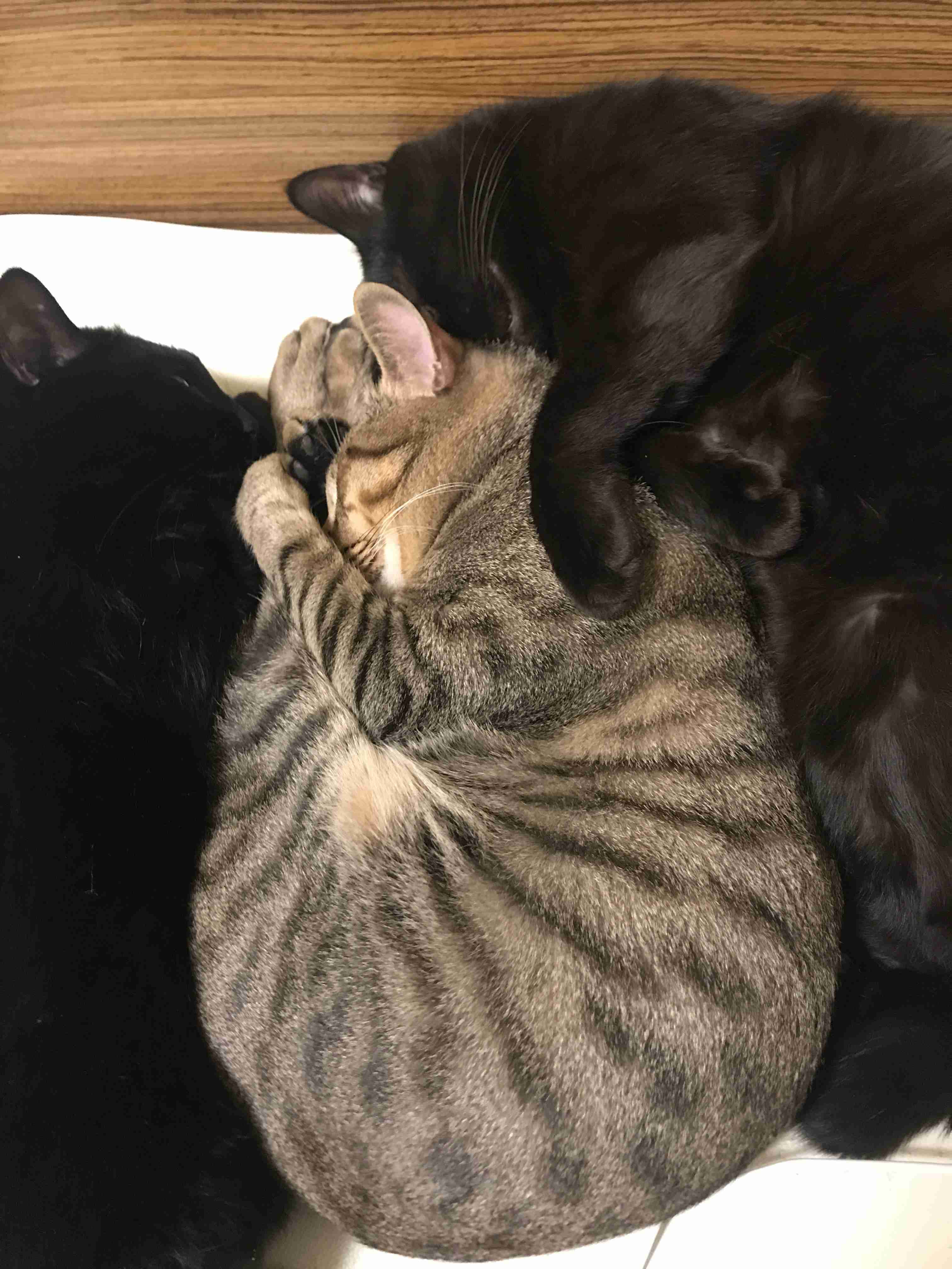 がるちゃん猫カフェ76号店開店しました♪(初めての方も大歓迎♪)