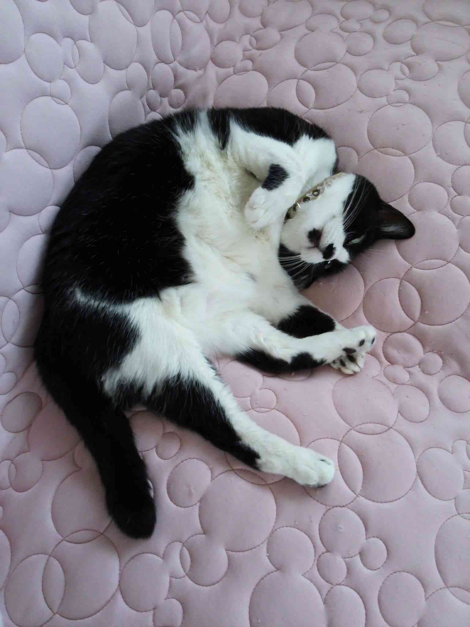 がるちゃん猫カフェ76号店開店しました♪(初めての方も大歓迎♪)