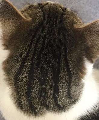 がるちゃん猫カフェ76号店開店しました♪(初めての方も大歓迎♪)