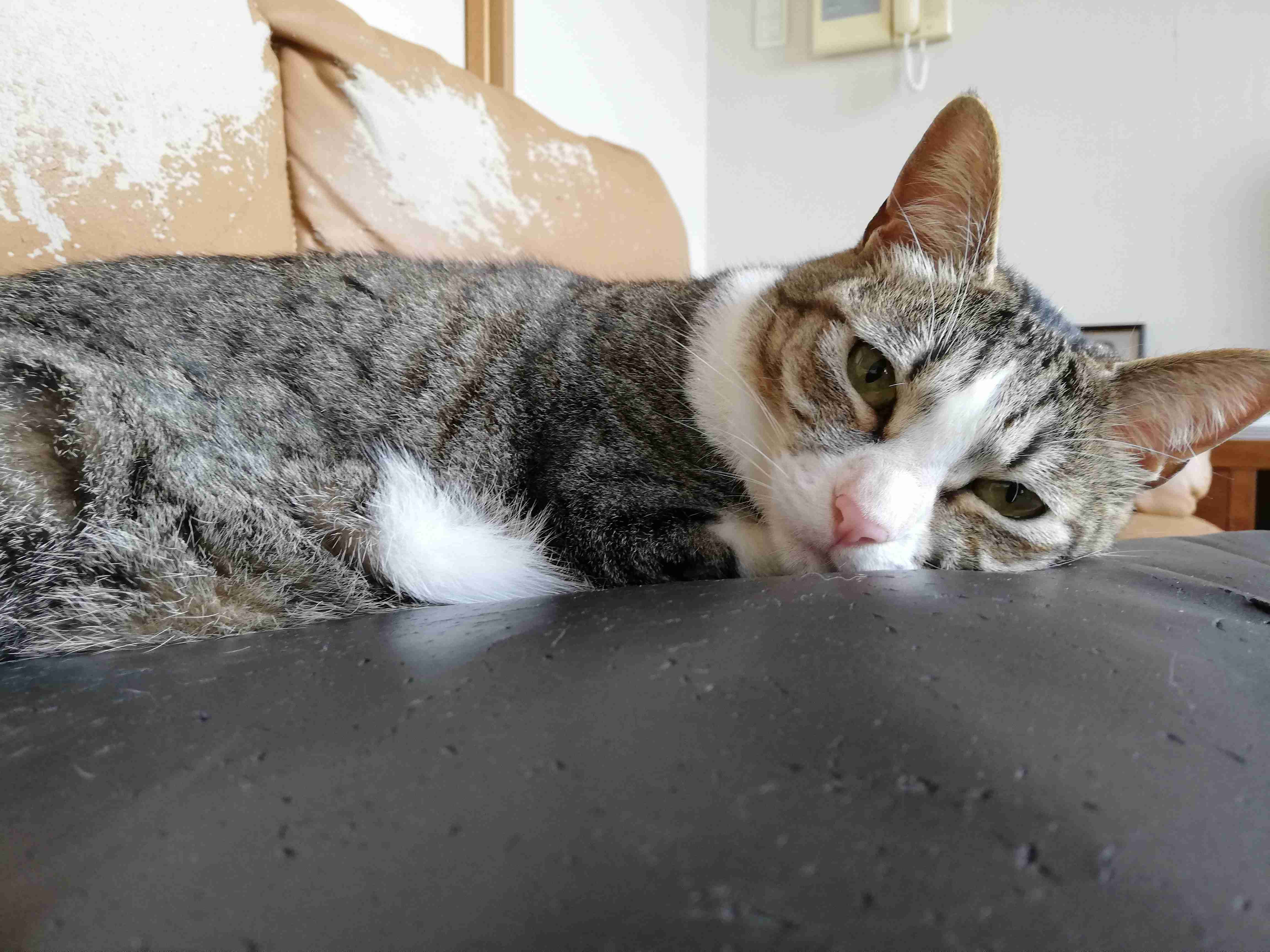 がるちゃん猫カフェ76号店開店しました♪(初めての方も大歓迎♪)