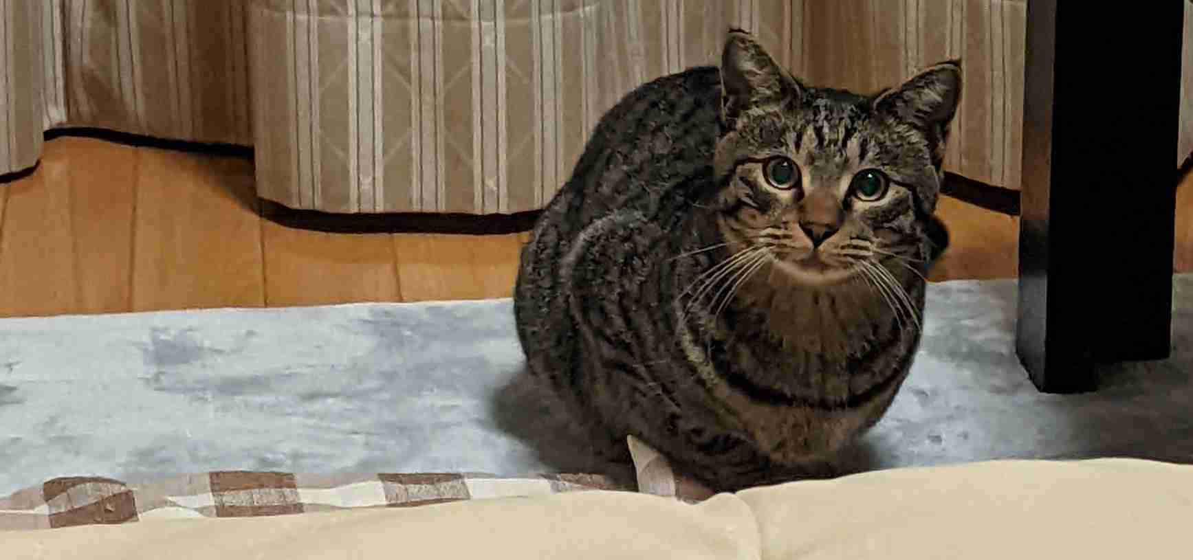 がるちゃん猫カフェ76号店開店しました♪(初めての方も大歓迎♪)