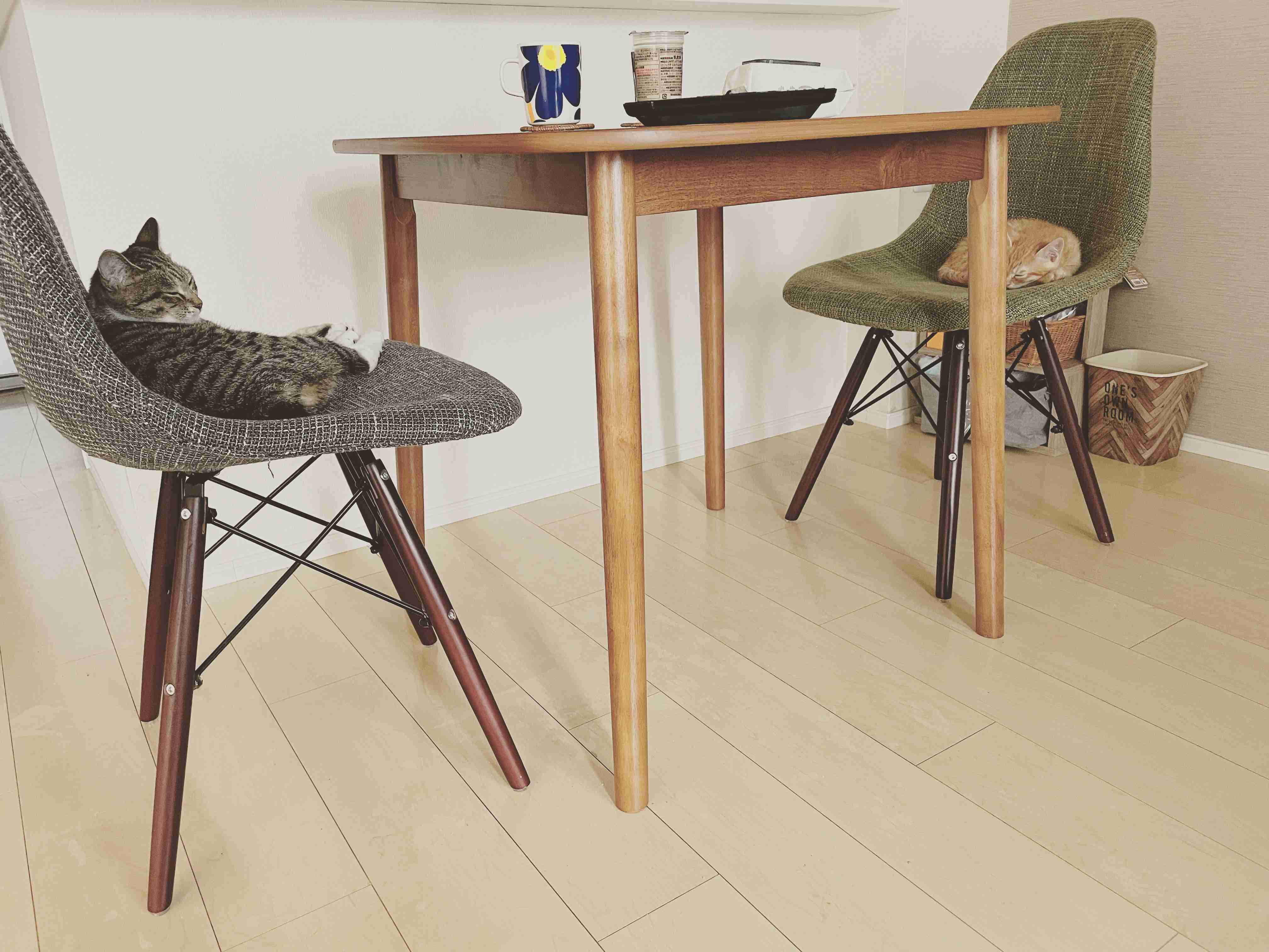がるちゃん猫カフェ76号店開店しました♪(初めての方も大歓迎♪)