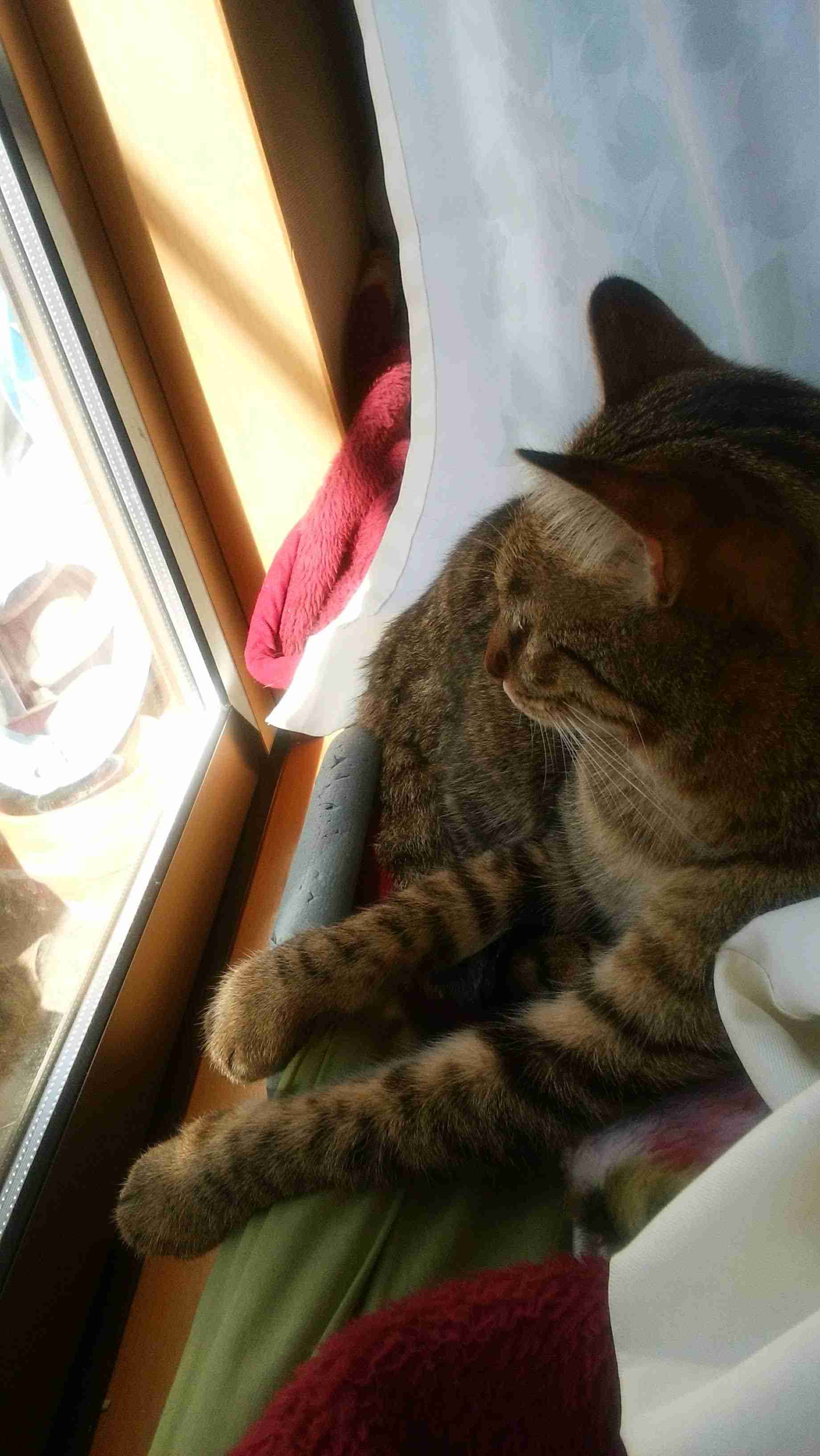 がるちゃん猫カフェ76号店開店しました♪(初めての方も大歓迎♪)