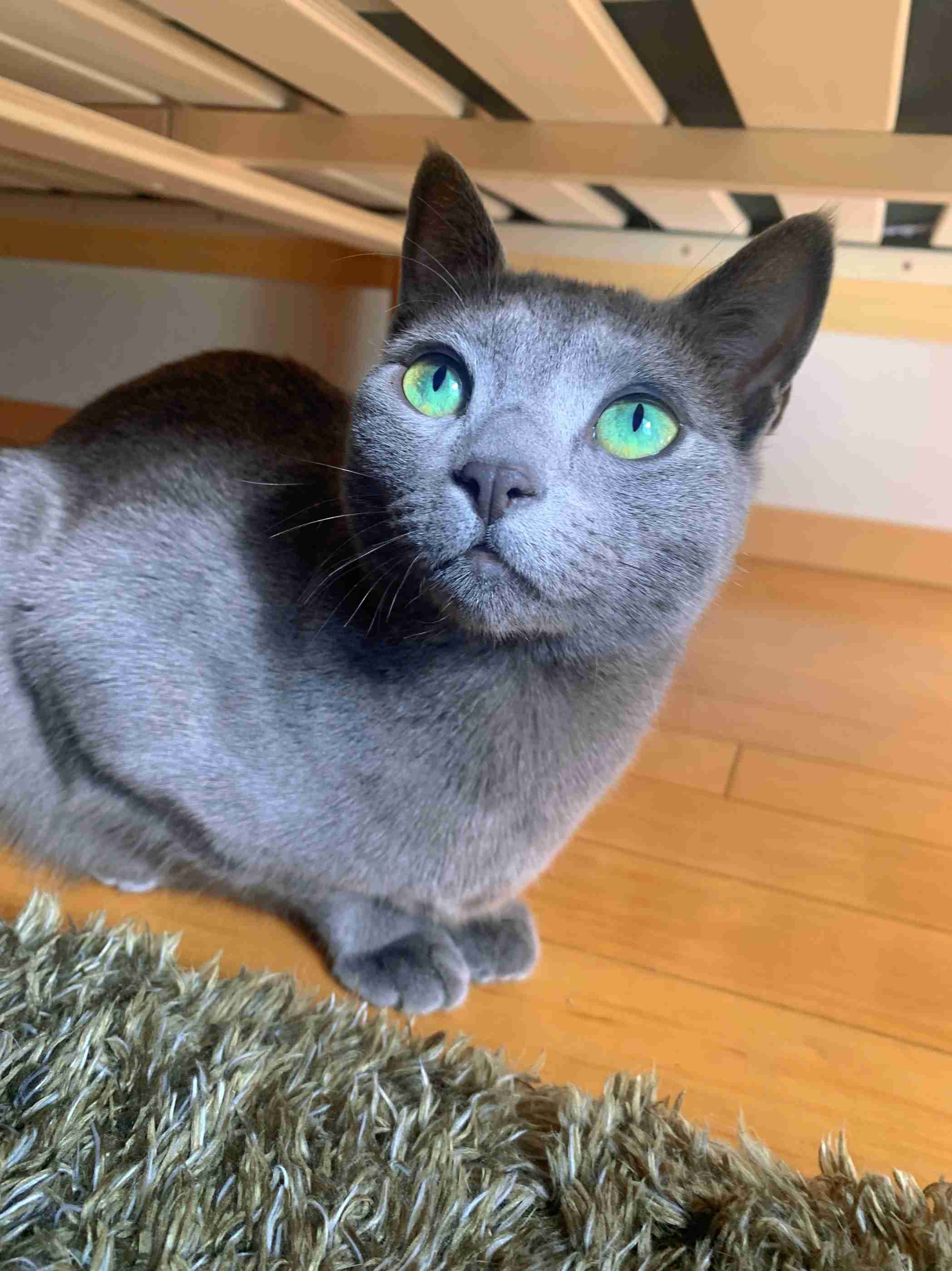 がるちゃん猫カフェ76号店開店しました♪(初めての方も大歓迎♪)