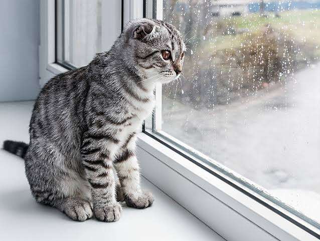 がるちゃん猫カフェ76号店開店しました♪(初めての方も大歓迎♪)