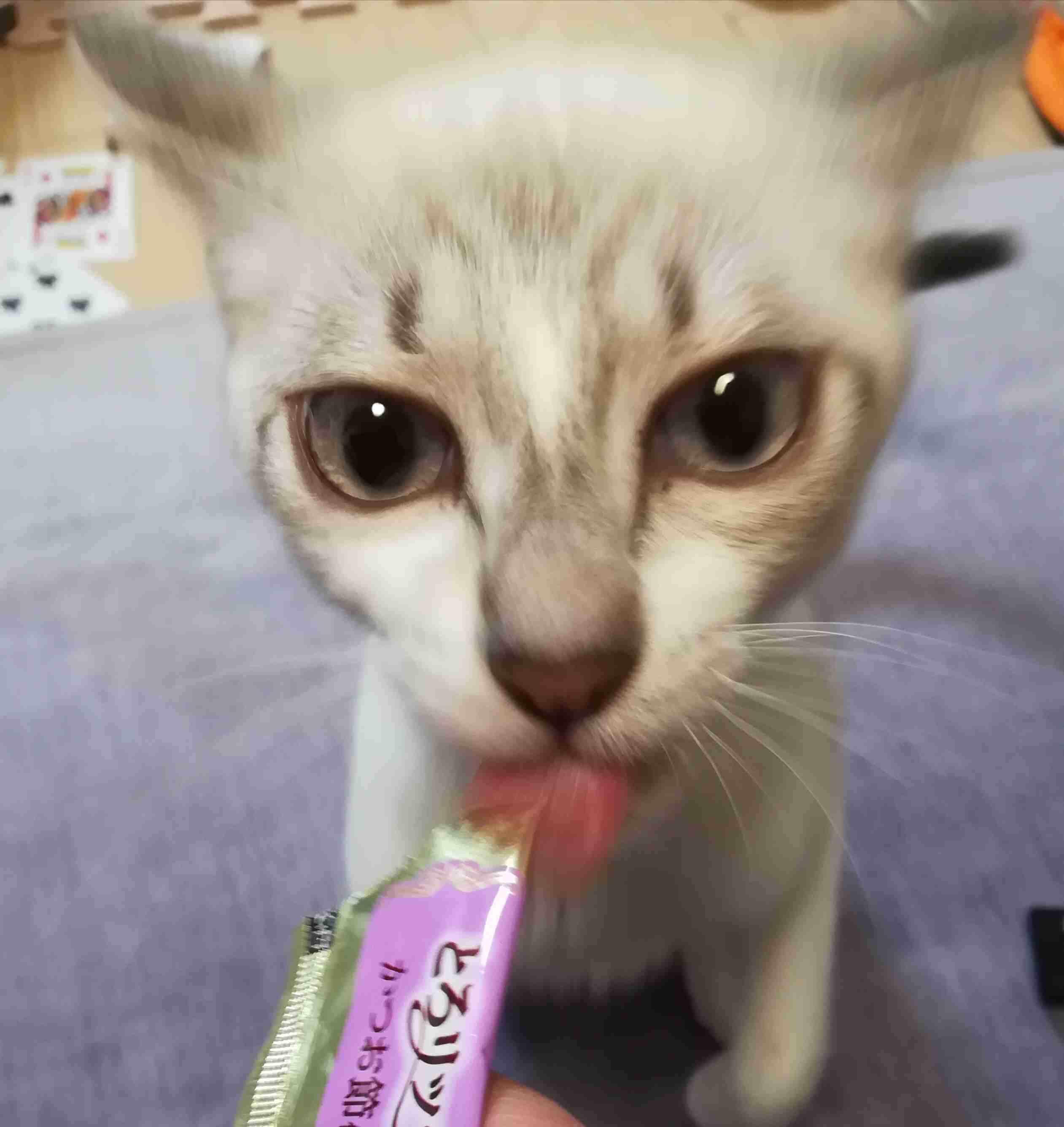 がるちゃん猫カフェ76号店開店しました♪(初めての方も大歓迎♪)