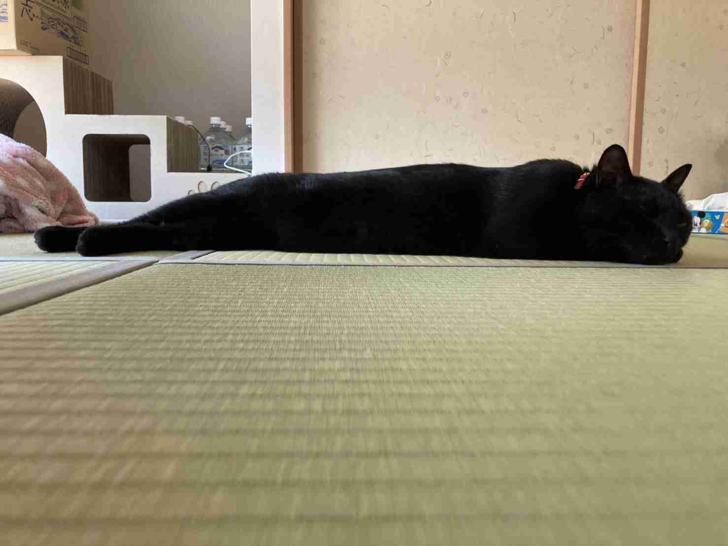 がるちゃん猫カフェ76号店開店しました♪(初めての方も大歓迎♪)