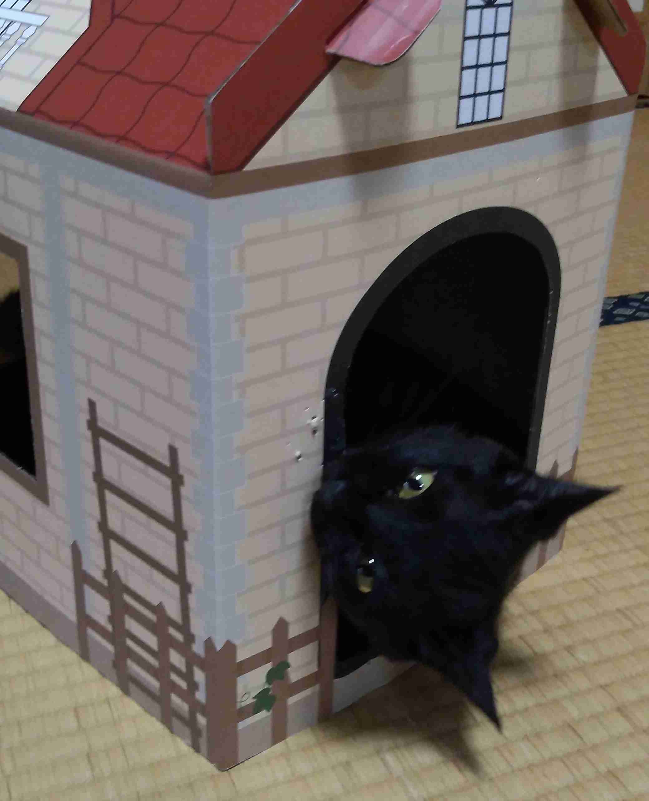 がるちゃん猫カフェ76号店開店しました♪(初めての方も大歓迎♪)