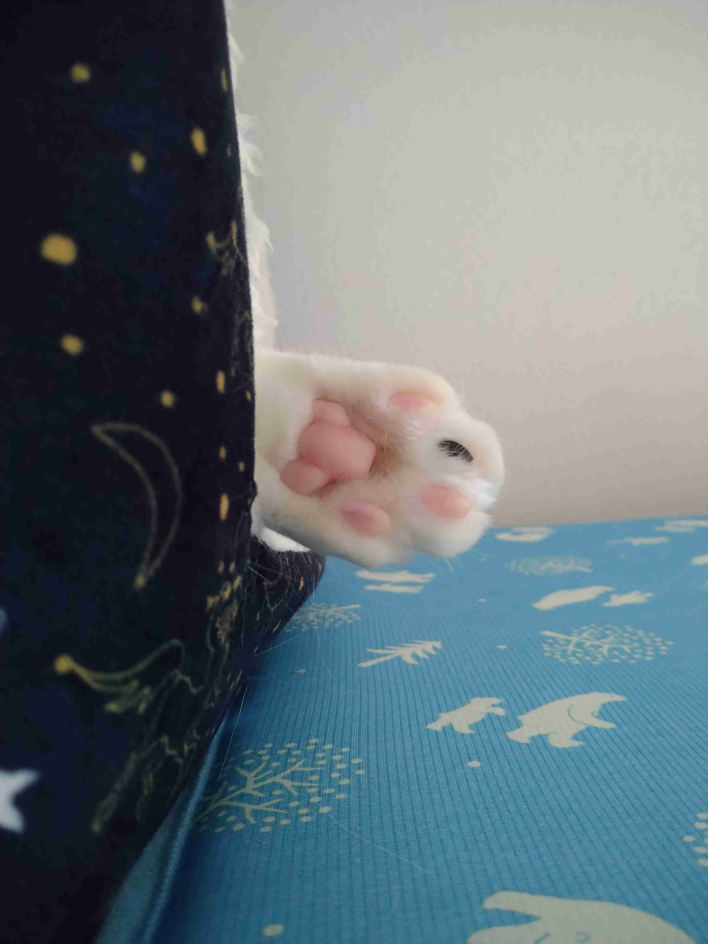 がるちゃん猫カフェ76号店開店しました♪(初めての方も大歓迎♪)