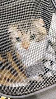 がるちゃん猫カフェ76号店開店しました♪(初めての方も大歓迎♪)