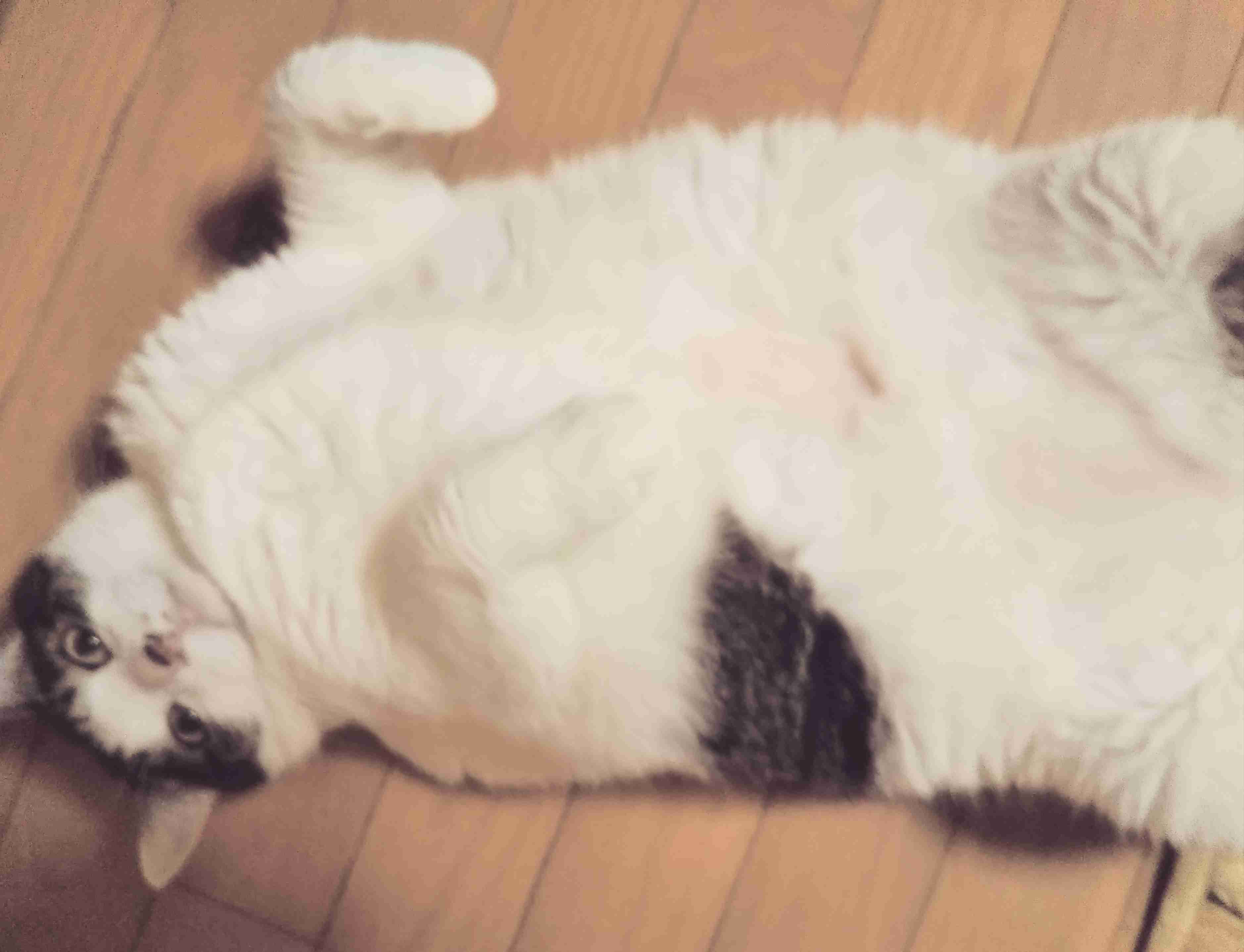 がるちゃん猫カフェ76号店開店しました♪(初めての方も大歓迎♪)