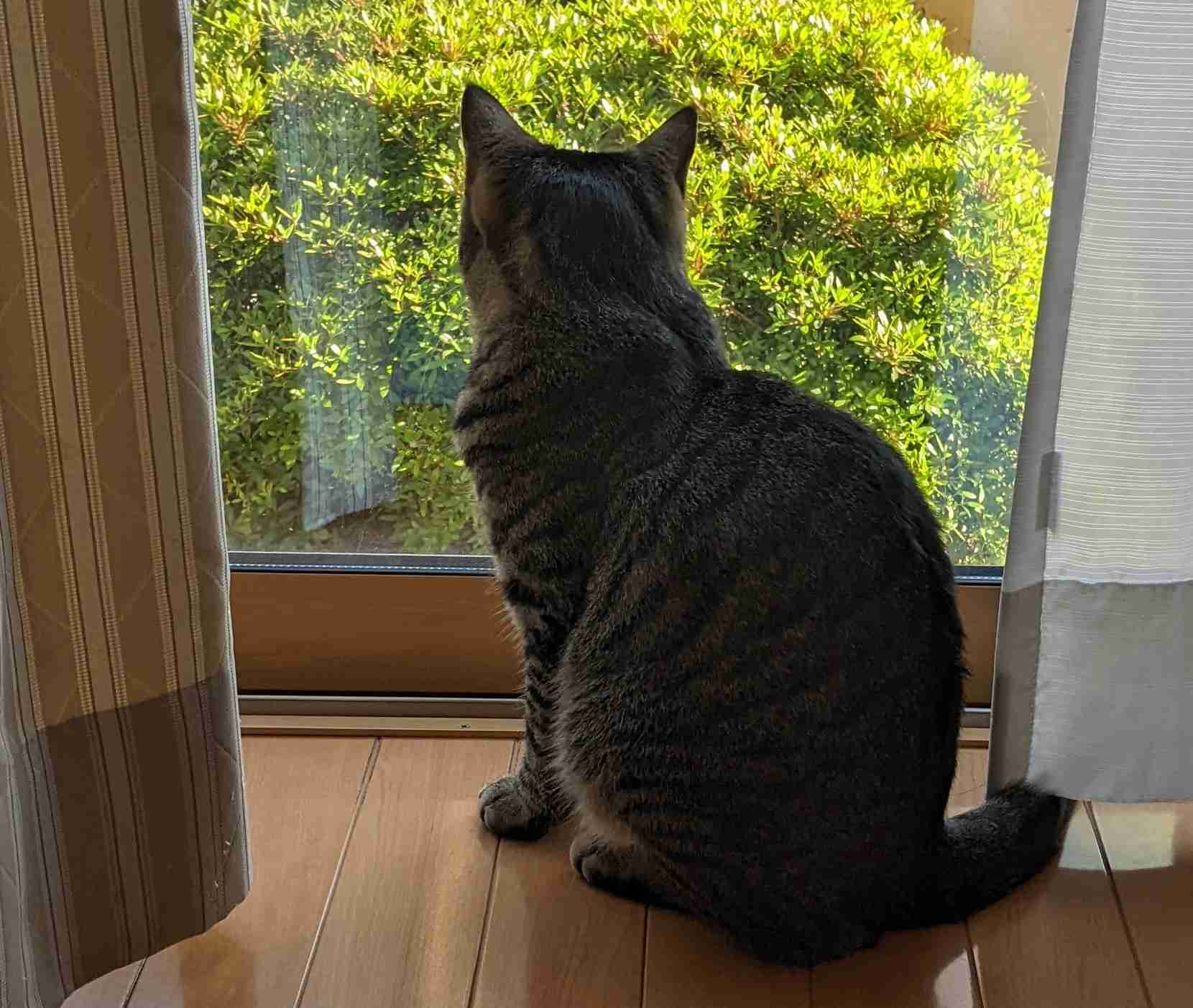 がるちゃん猫カフェ76号店開店しました♪(初めての方も大歓迎♪)