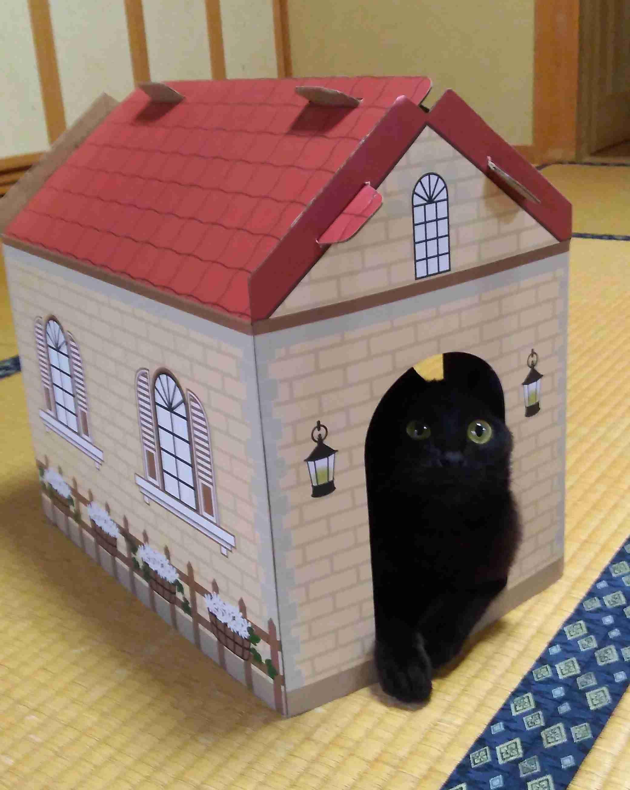 がるちゃん猫カフェ76号店開店しました♪(初めての方も大歓迎♪)