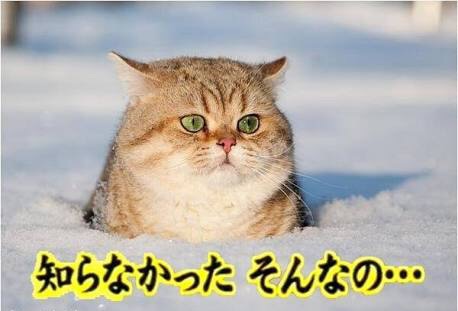 がるちゃん猫カフェ76号店開店しました♪(初めての方も大歓迎♪)