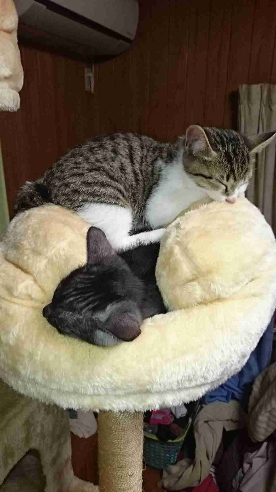 がるちゃん猫カフェ76号店開店しました♪(初めての方も大歓迎♪)