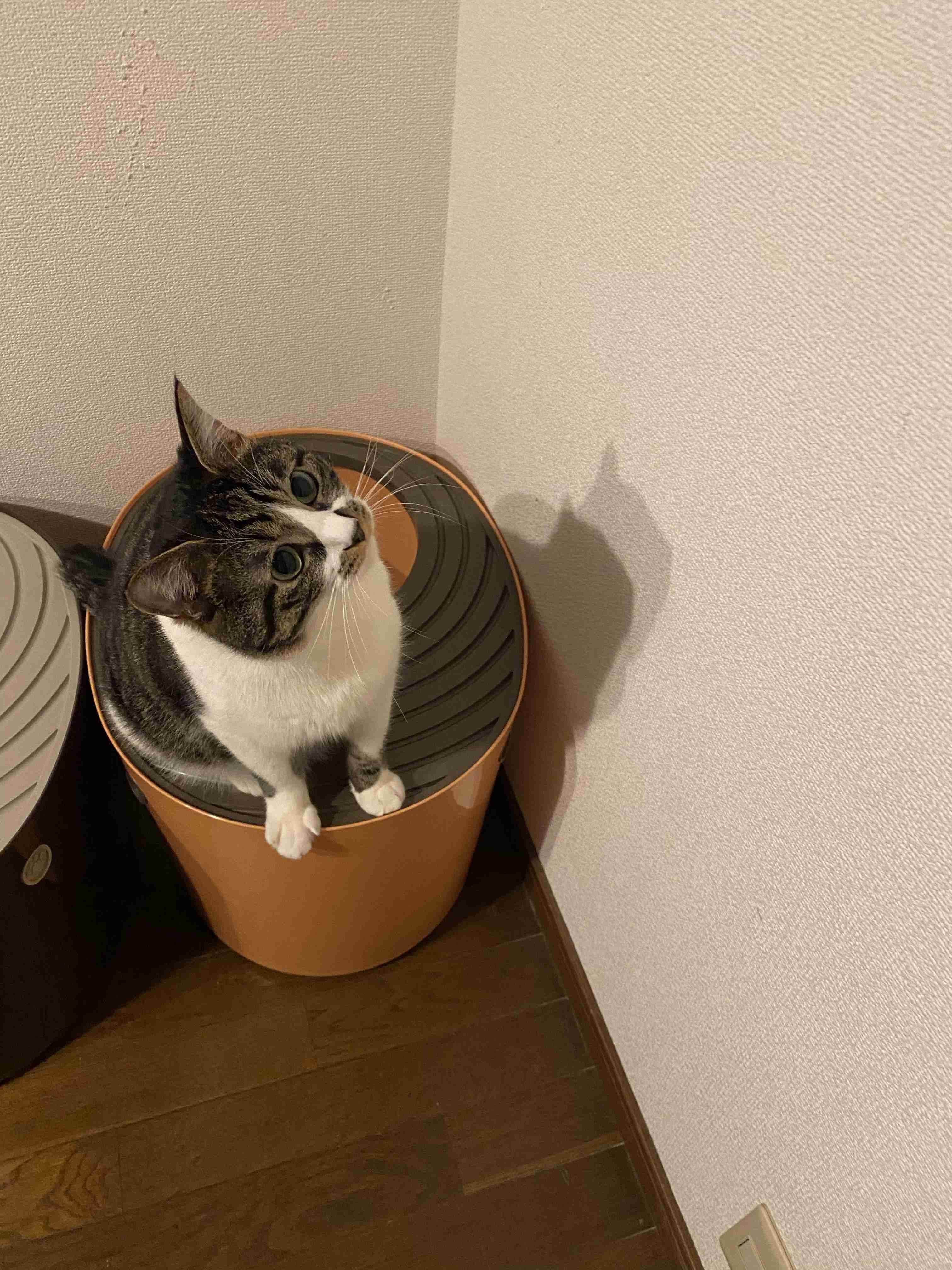 がるちゃん猫カフェ76号店開店しました♪(初めての方も大歓迎♪)
