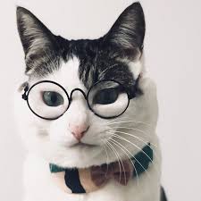 がるちゃん猫カフェ76号店開店しました♪(初めての方も大歓迎♪)