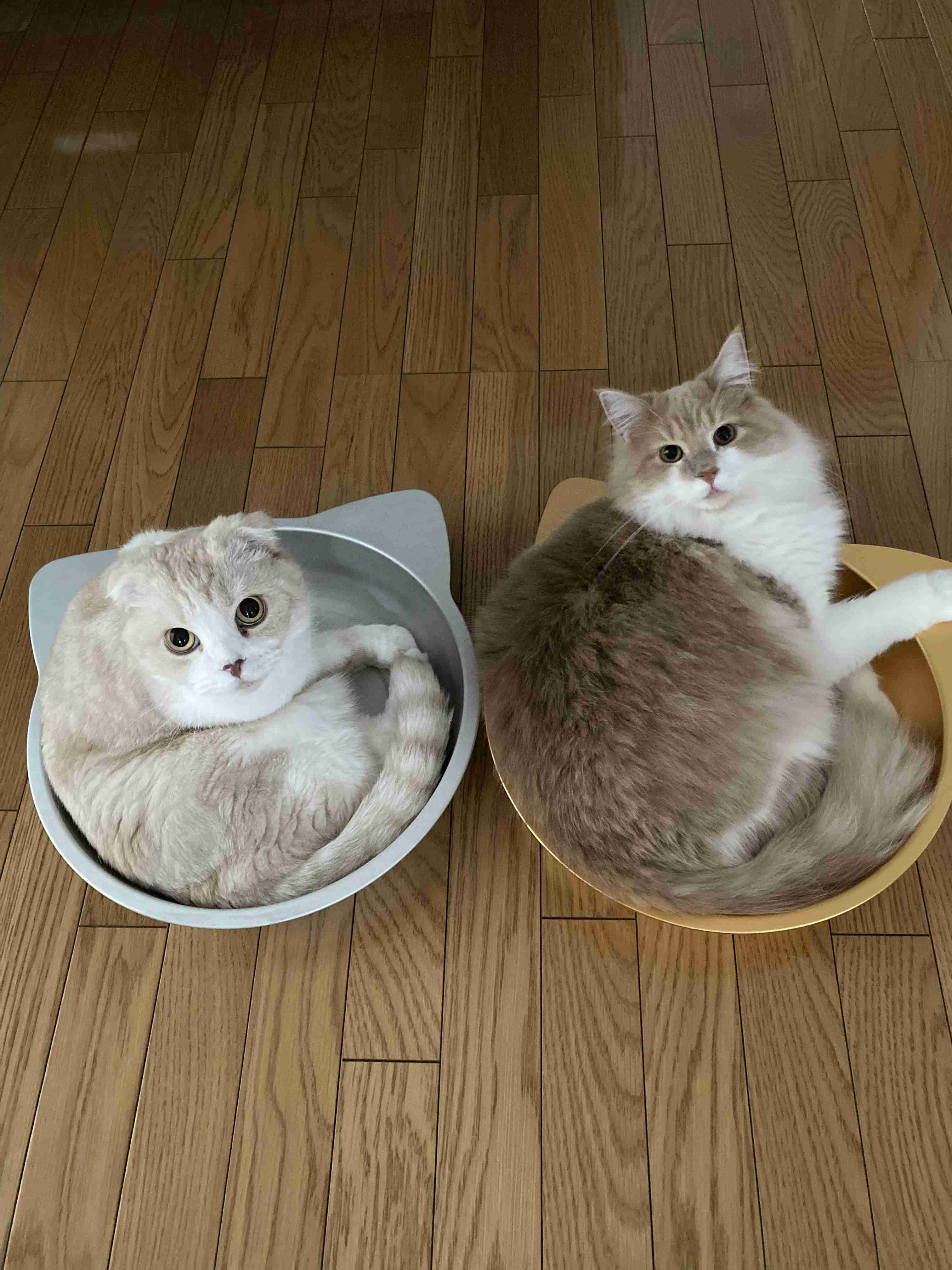 がるちゃん猫カフェ76号店開店しました♪(初めての方も大歓迎♪)