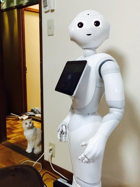 がるちゃん猫カフェ76号店開店しました♪(初めての方も大歓迎♪)