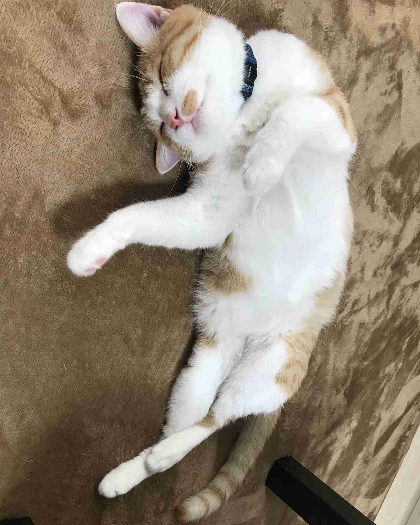 がるちゃん猫カフェ76号店開店しました♪(初めての方も大歓迎♪)