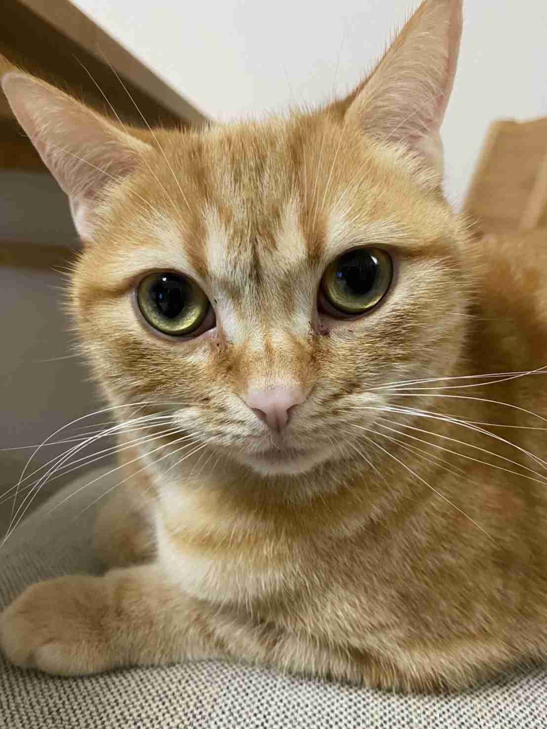 がるちゃん猫カフェ76号店開店しました♪(初めての方も大歓迎♪)