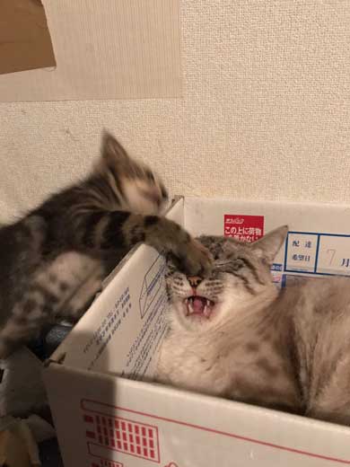 がるちゃん猫カフェ76号店開店しました♪(初めての方も大歓迎♪)