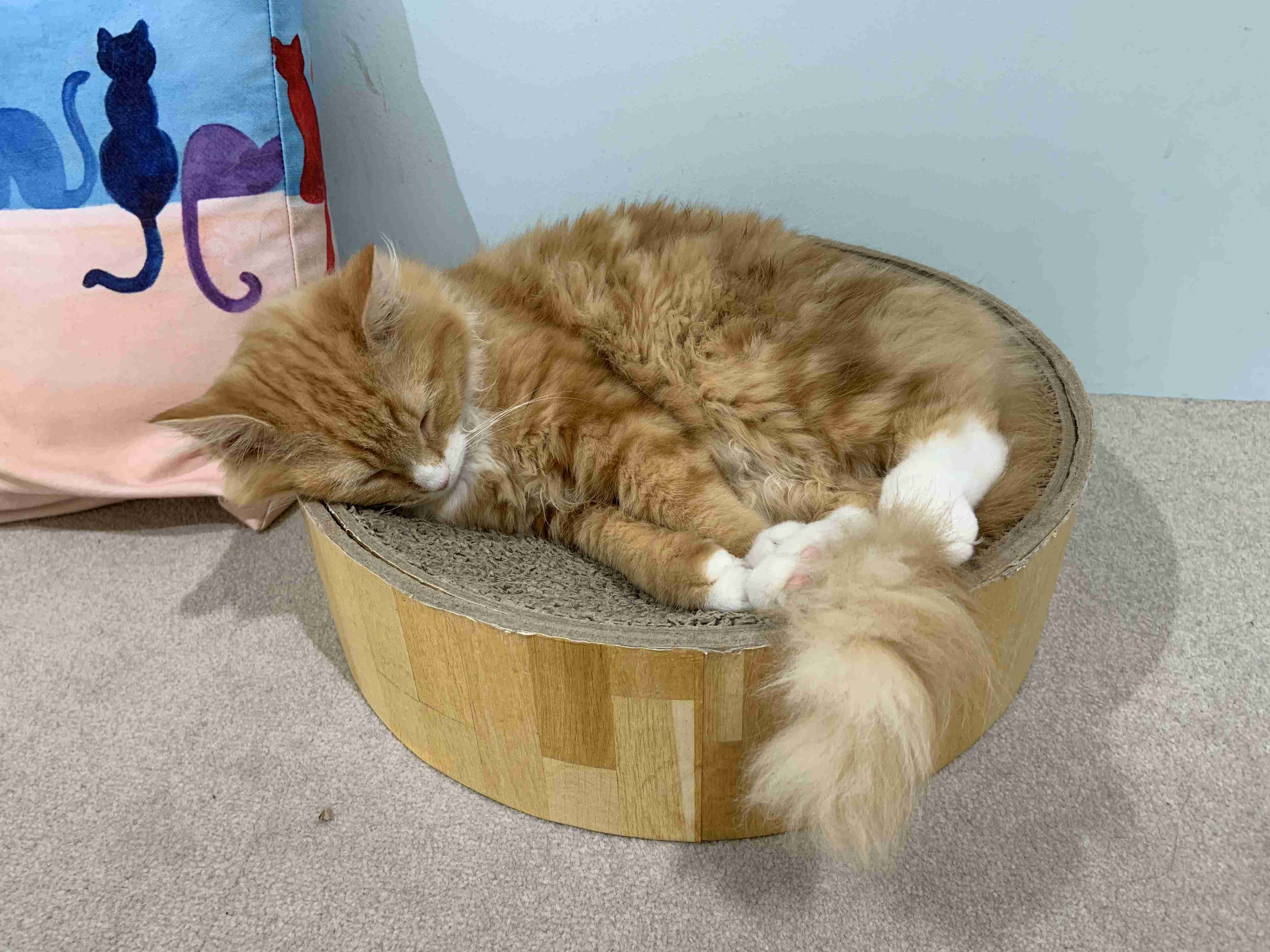 がるちゃん猫カフェ76号店開店しました♪(初めての方も大歓迎♪)