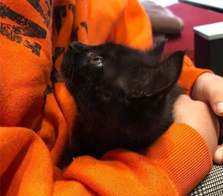 がるちゃん猫カフェ76号店開店しました♪(初めての方も大歓迎♪)