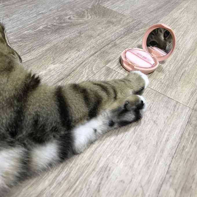 がるちゃん猫カフェ76号店開店しました♪(初めての方も大歓迎♪)