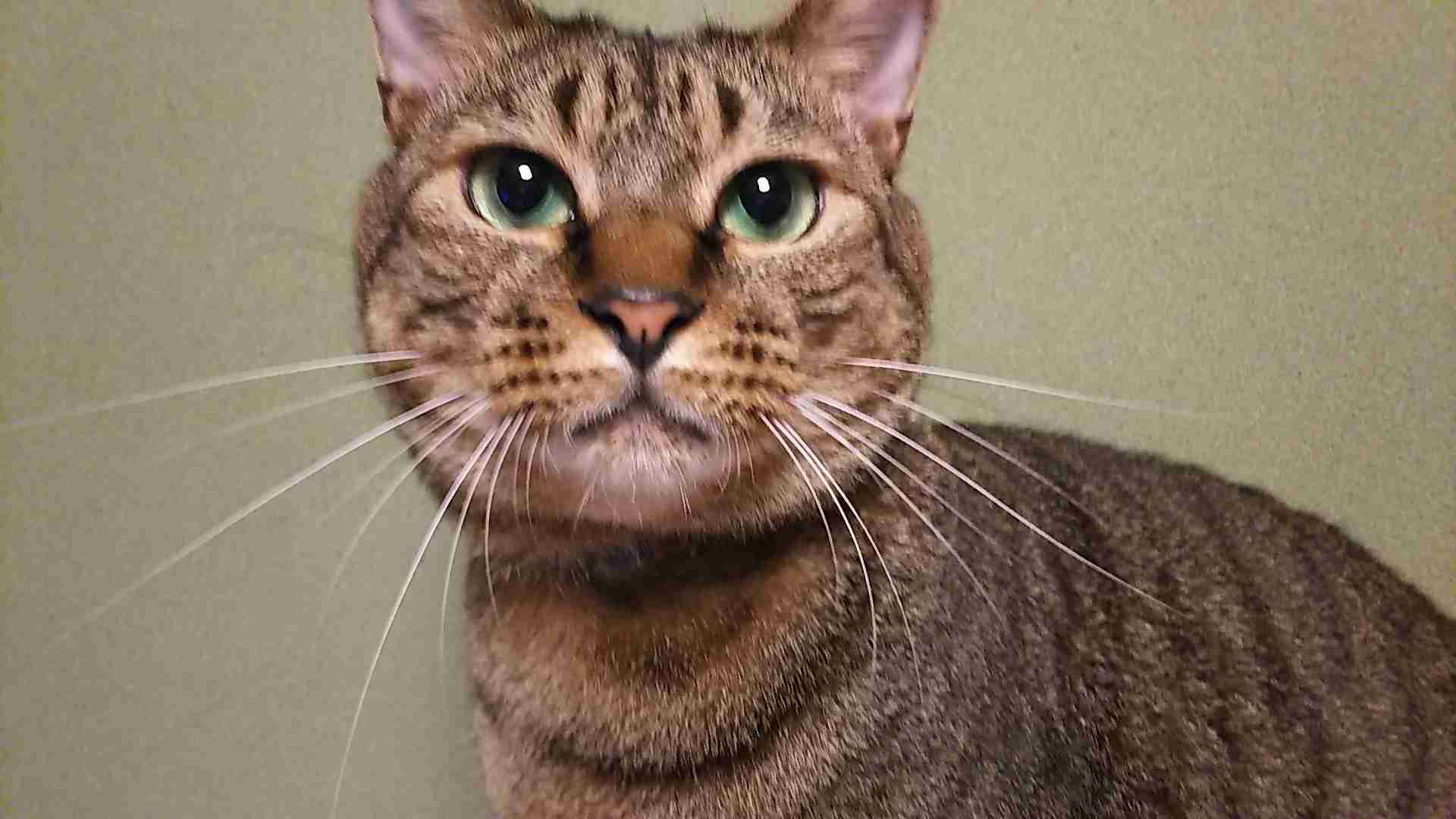 がるちゃん猫カフェ76号店開店しました♪(初めての方も大歓迎♪)