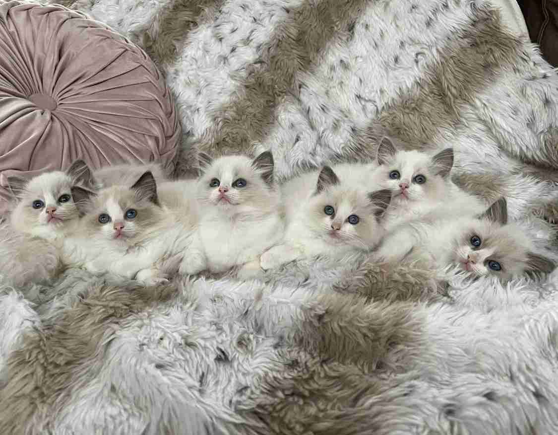 がるちゃん猫カフェ76号店開店しました♪(初めての方も大歓迎♪)