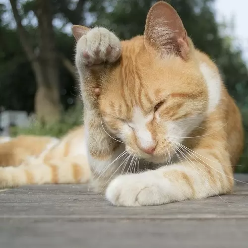 がるちゃん猫カフェ76号店開店しました♪(初めての方も大歓迎♪)