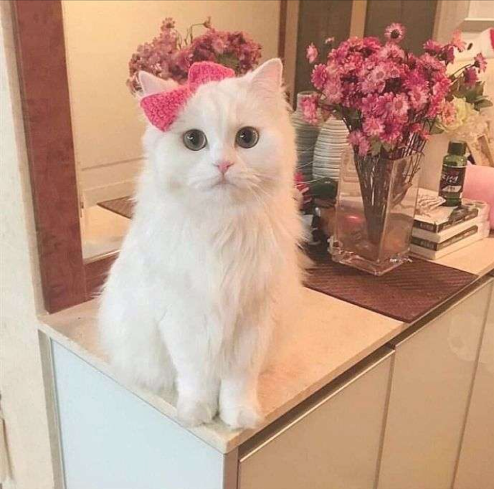 がるちゃん猫カフェ76号店開店しました♪(初めての方も大歓迎♪)