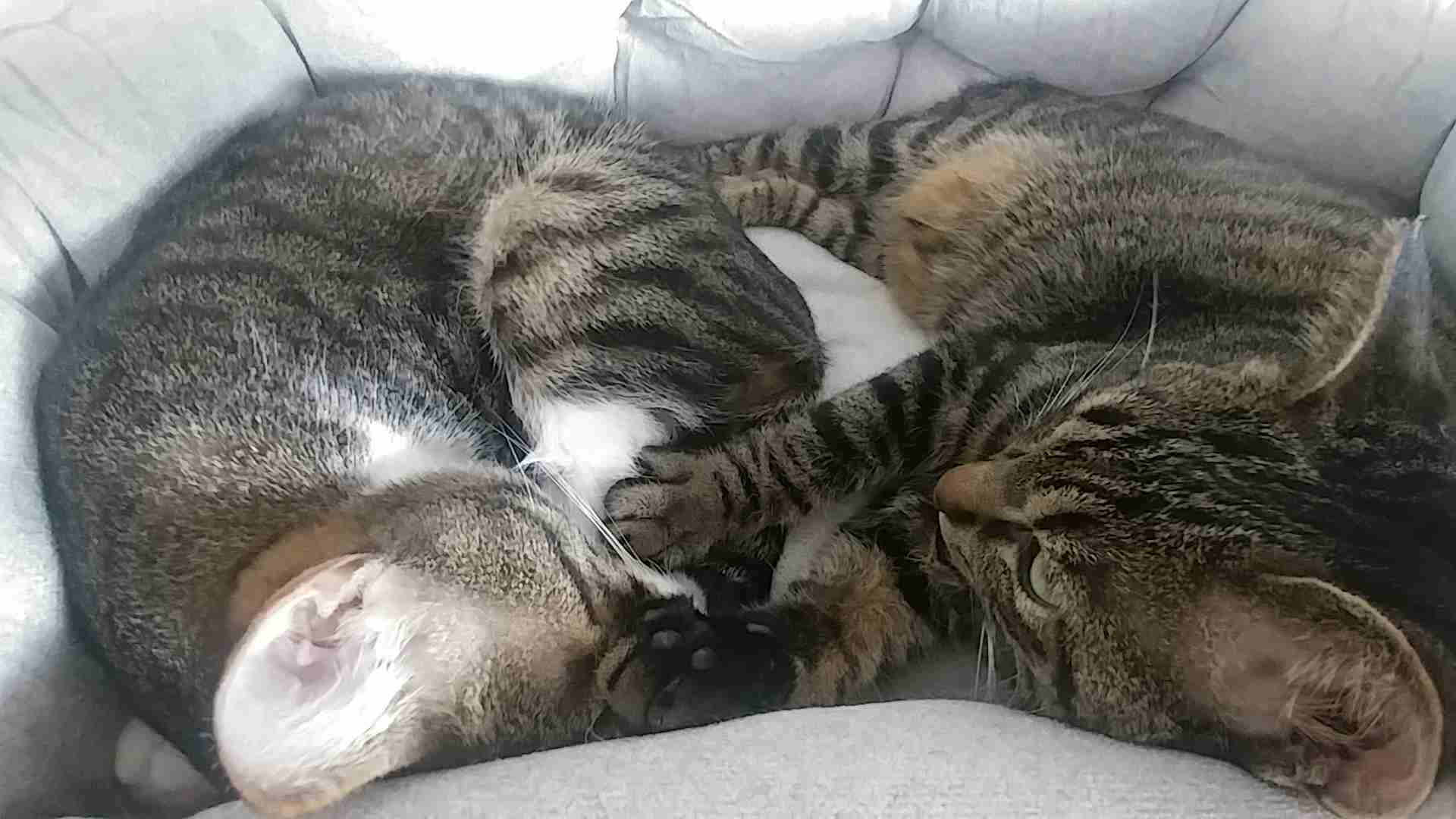 がるちゃん猫カフェ76号店開店しました♪(初めての方も大歓迎♪)